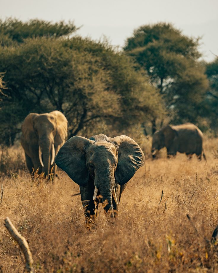 Tarangire Safari